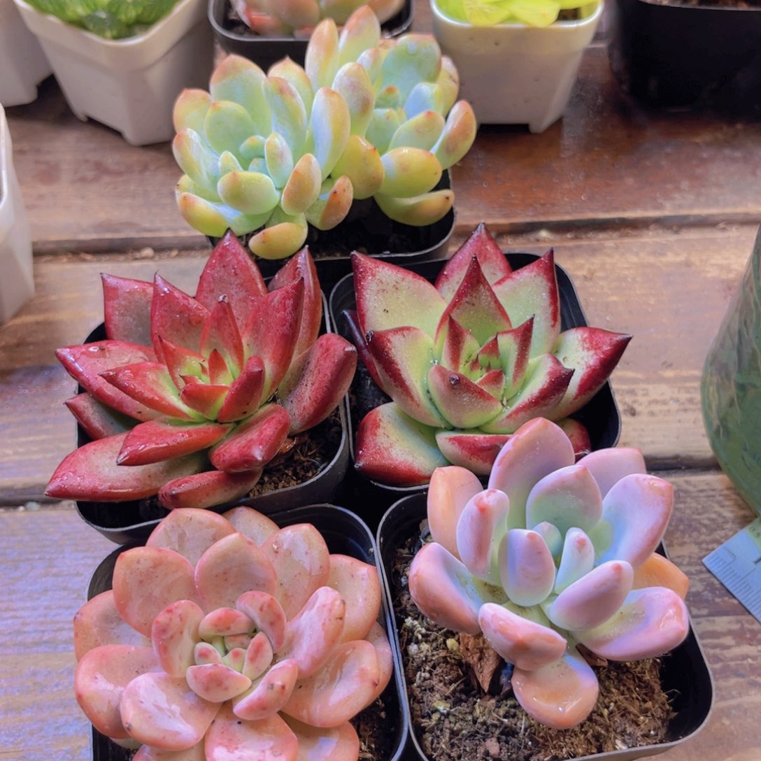 橙梦露套餐 带盆