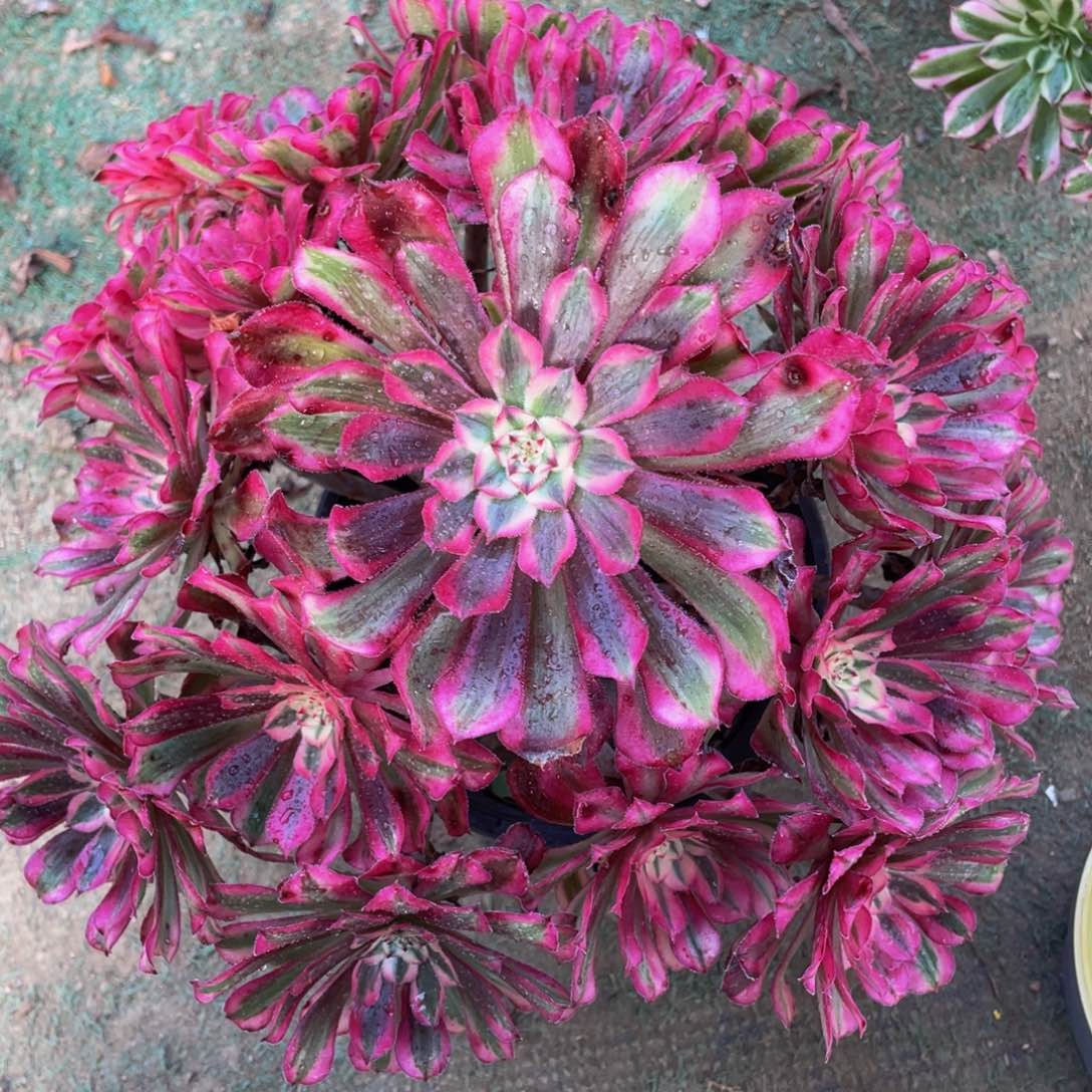 ?***梅441红铜白精品法师老桩