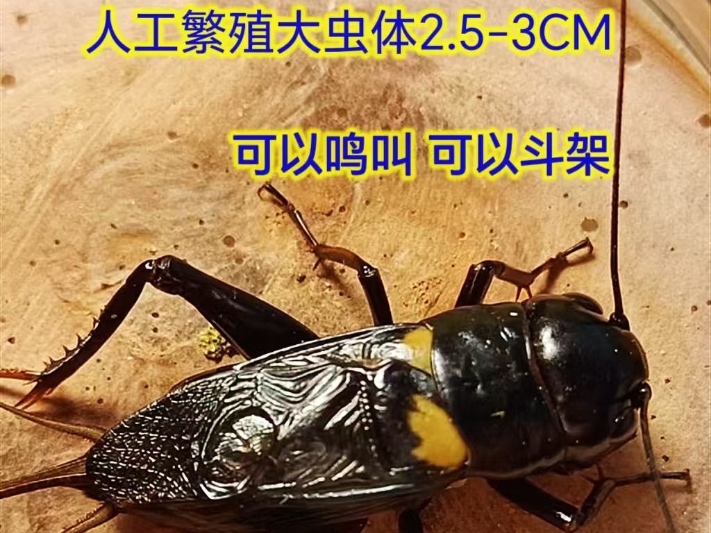 大个活体鸣虫双斑蟋蟀油葫芦人工养殖个体大好养活2.8油葫芦蟋蟀