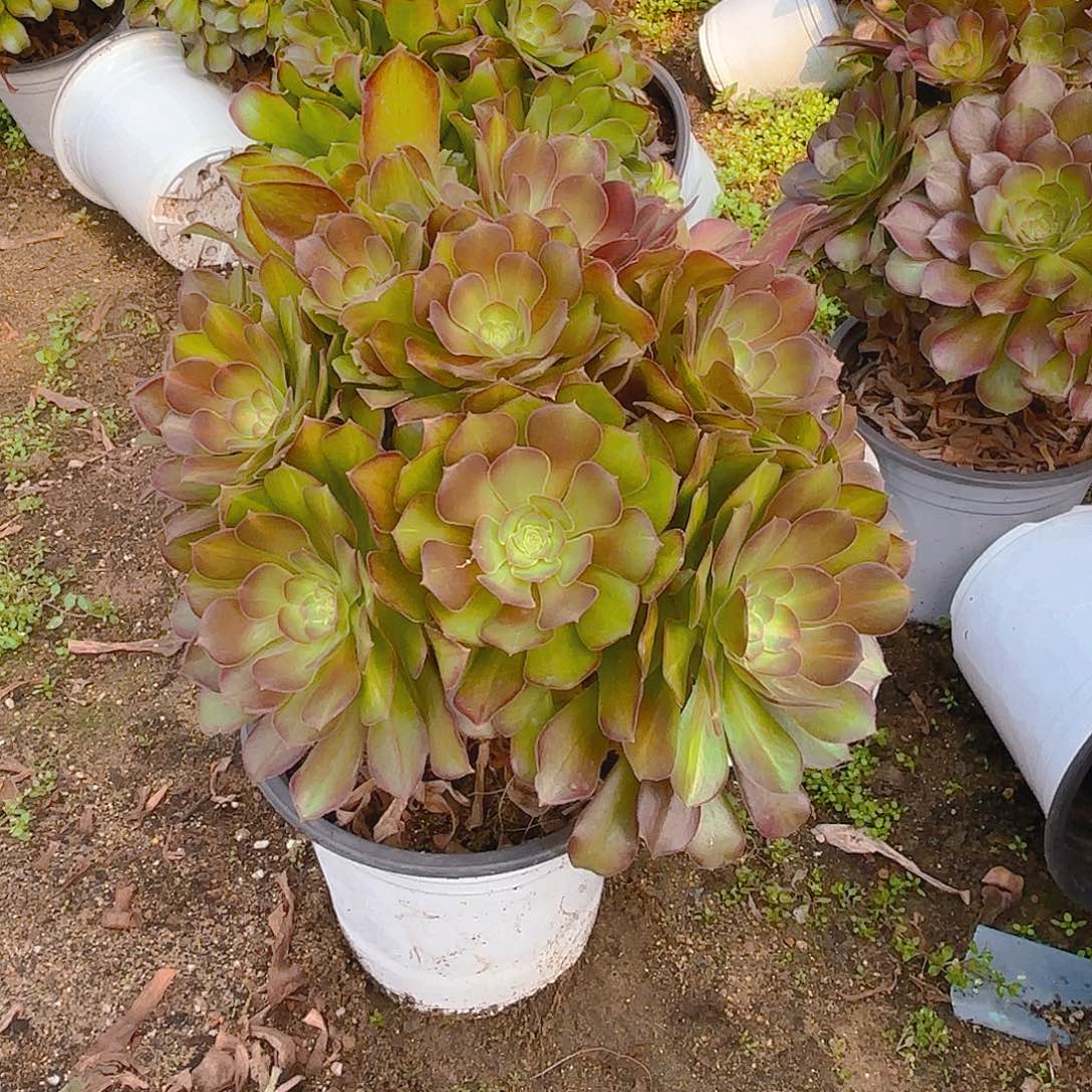 女巫中班老庄多肉植物