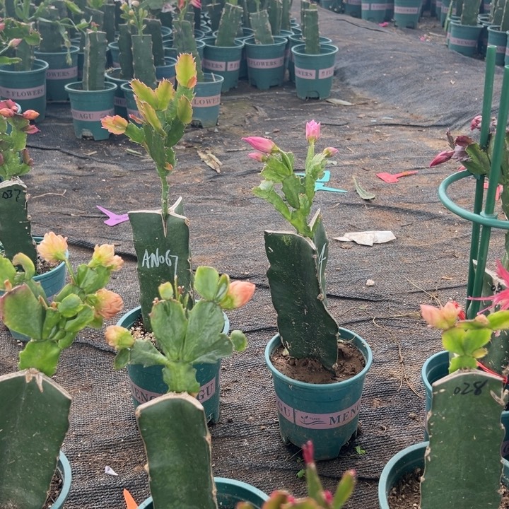 18号038粉色花朵00000