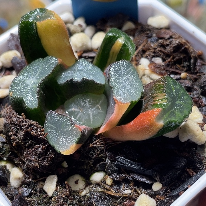 633狮子神万象锦福利