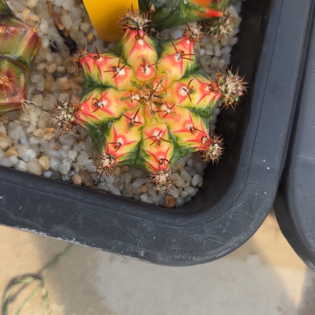 38-1223泰国发货多肉