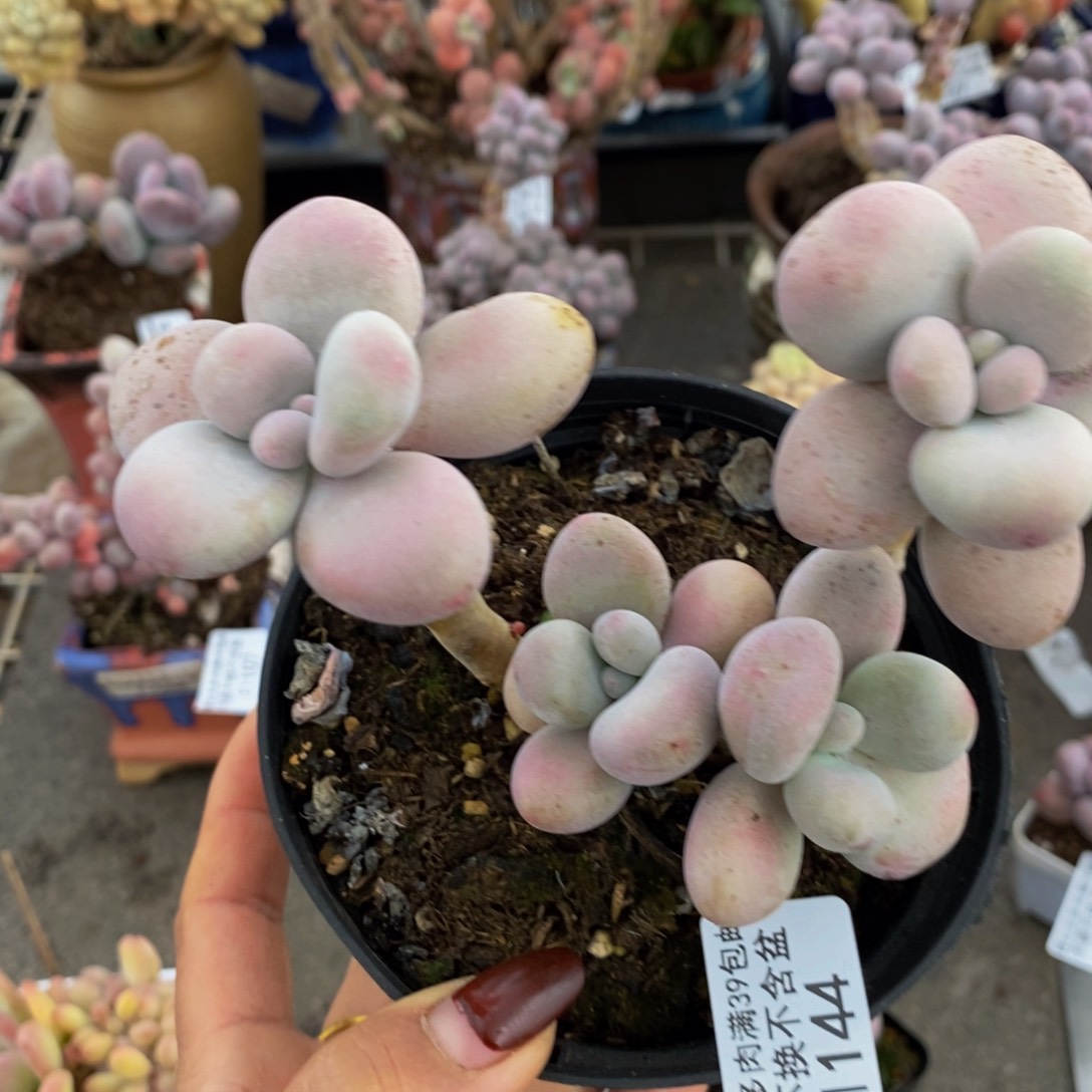 腰子桃蛋144/10v m