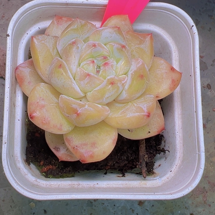 品***阁105/////——-///////