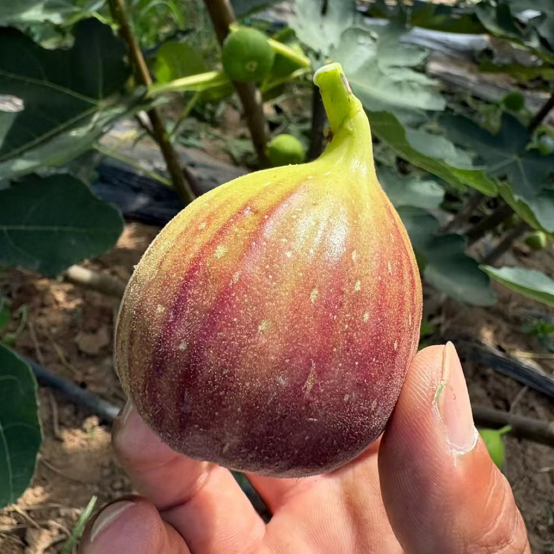 头茬无花果新鲜应季水果现摘现发 软糯香甜