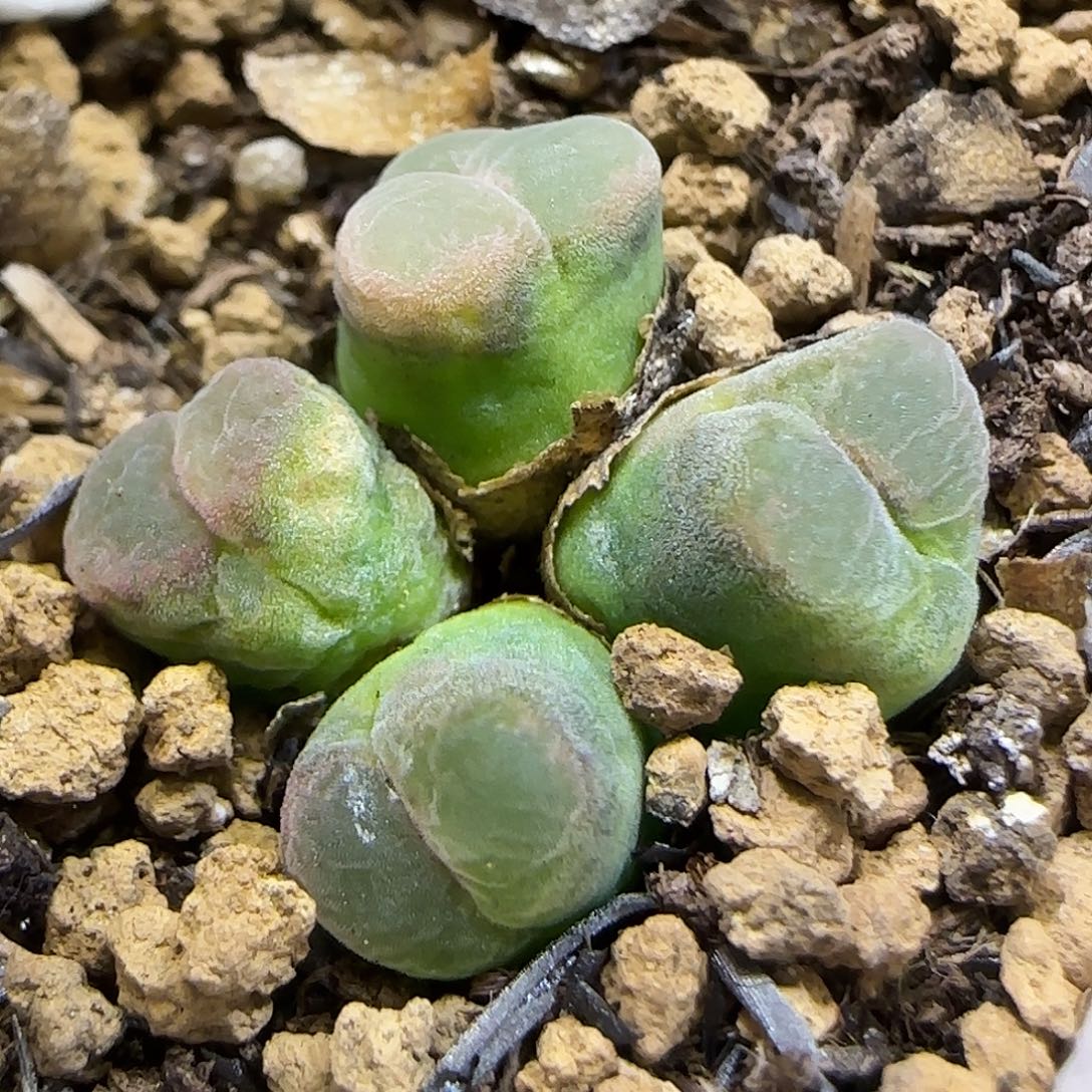 11.24.1797.18海豚风铃.9013冠幅1.5cm