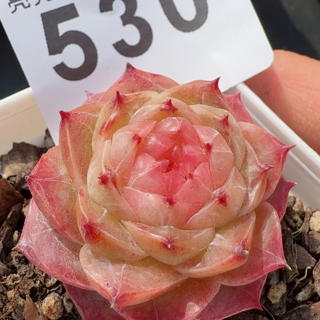 冻唇蜜         精品多肉