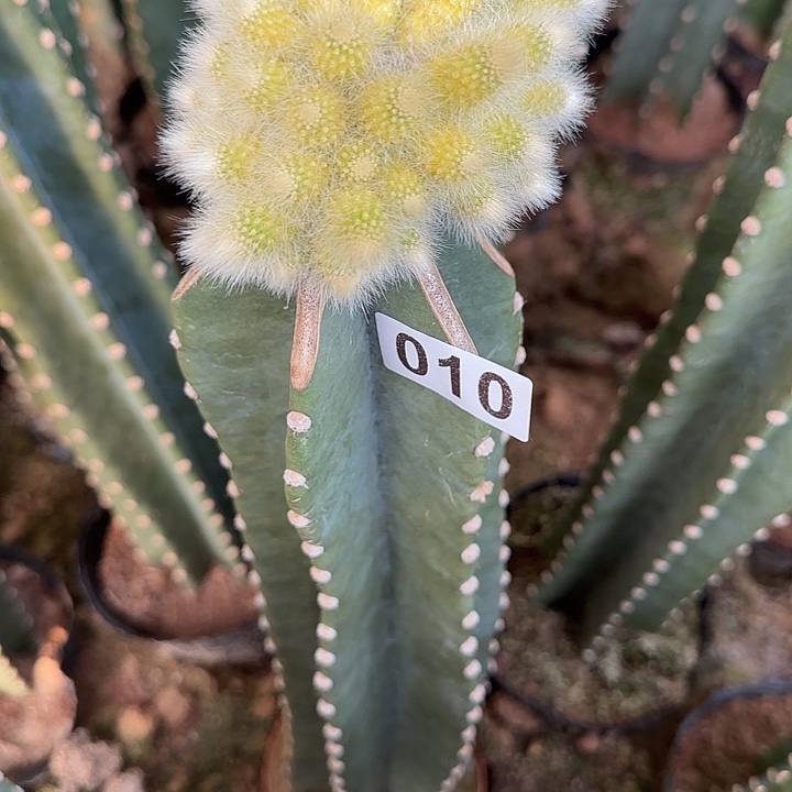 一***净无花朵嫁接九尾狐锦010