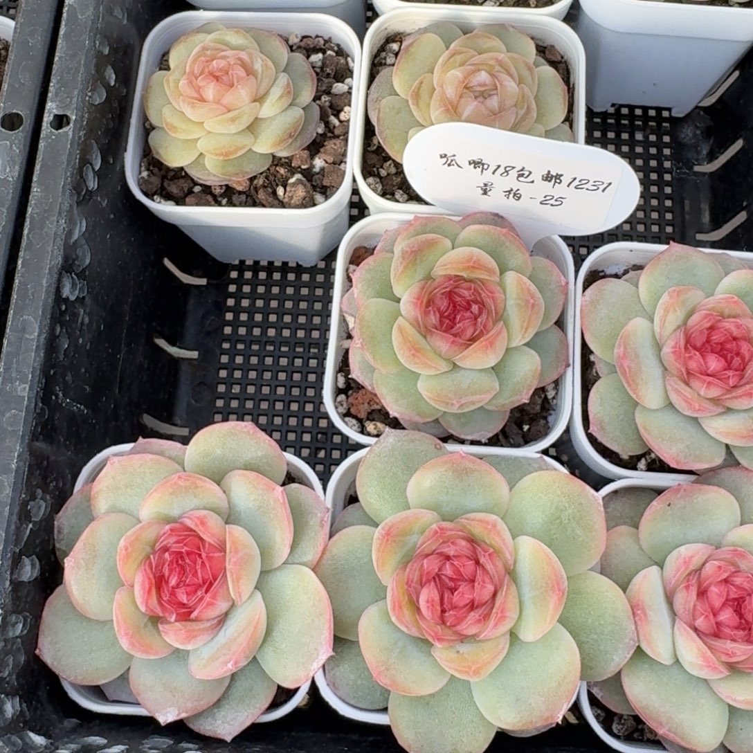 1231-25-世兰单头量拍