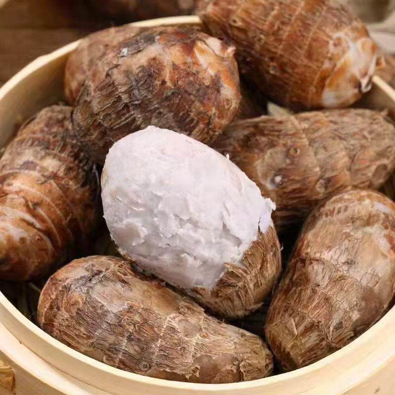 云南高山高海拔种植毛芋头