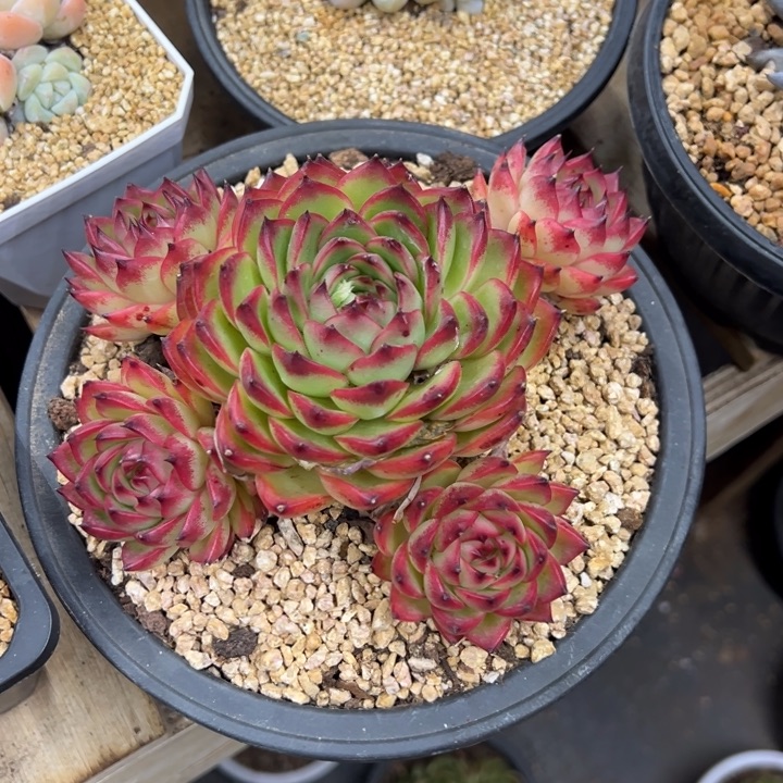 月亮石 群生 夏鸣园艺