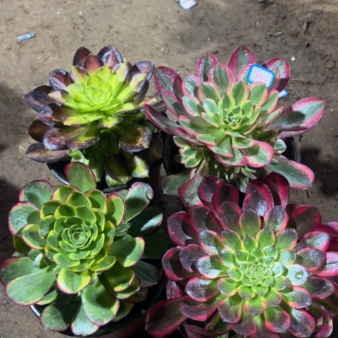 848多肉植物组合