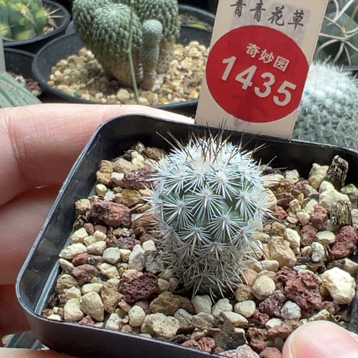 实生巨菲雷克娇丽1.9cm