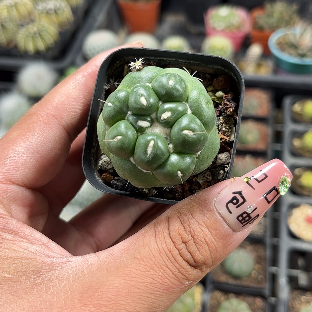 蜘蛛眼象牙单头发货单头