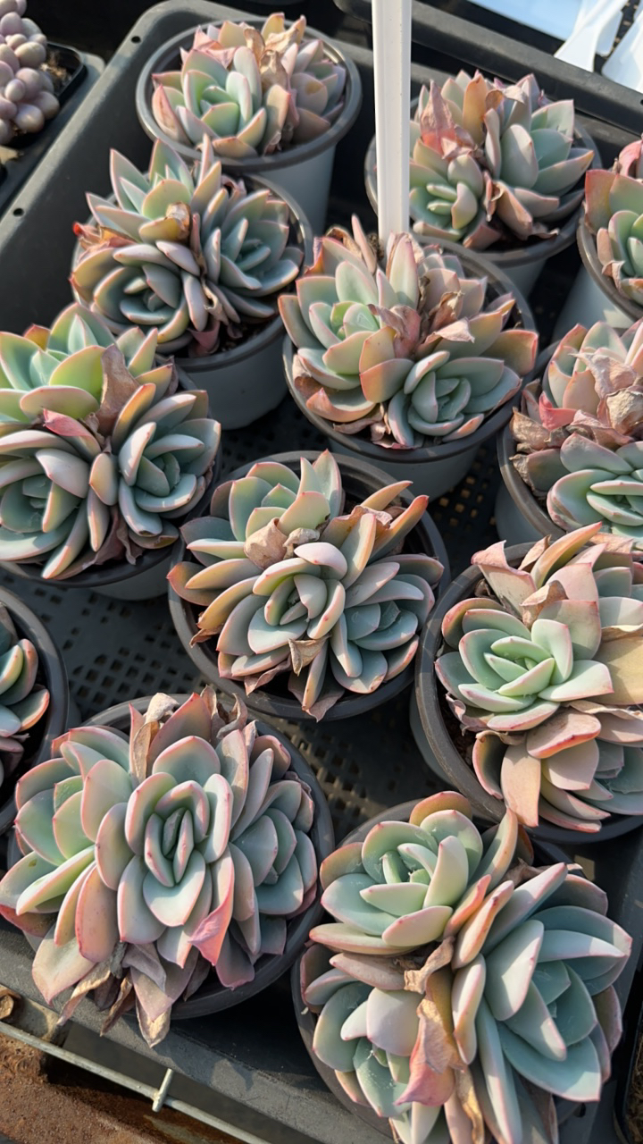 布鲁兰群生三头多肉植物 脱土