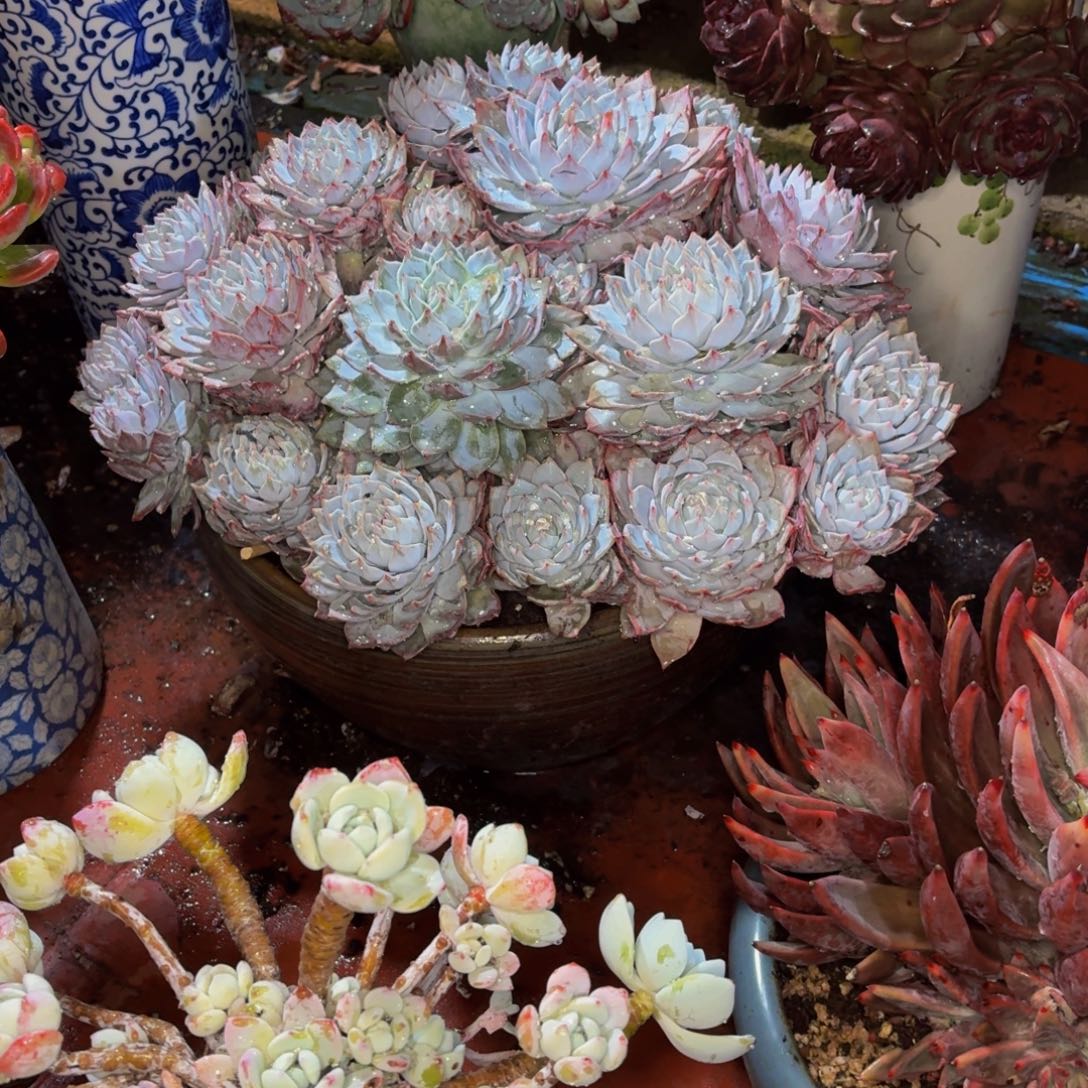 三***姐老桩精品肉肉蓝鸟带盆