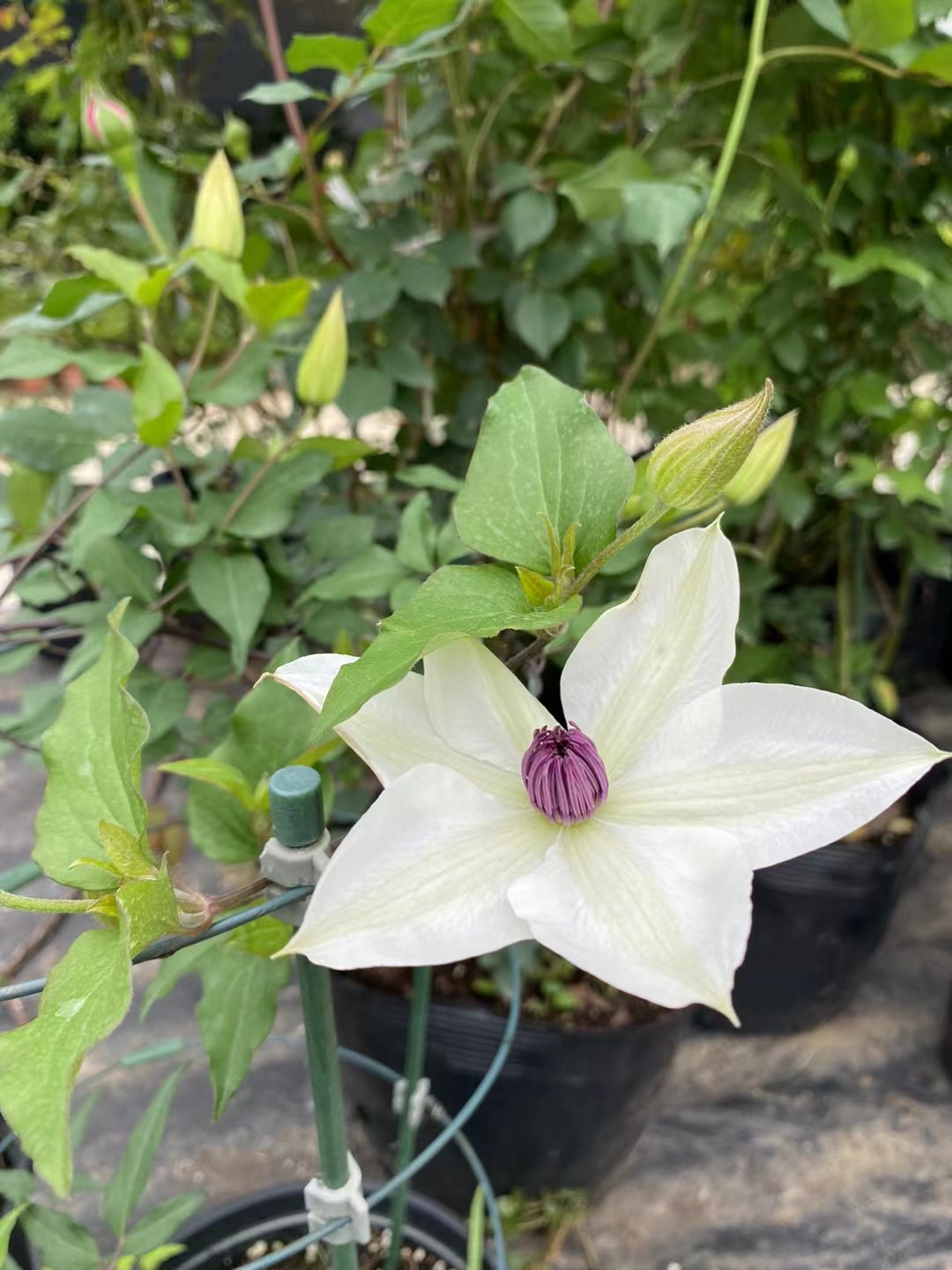 铁线莲大苗两加仑露天苗木规子三类铁线莲