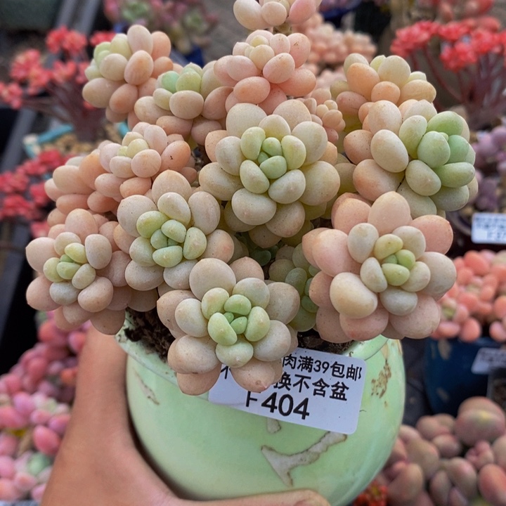 洛可可老桩10cm404多肉植物