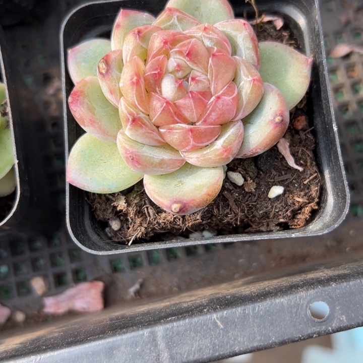 幸运的是你还没遇到幸运