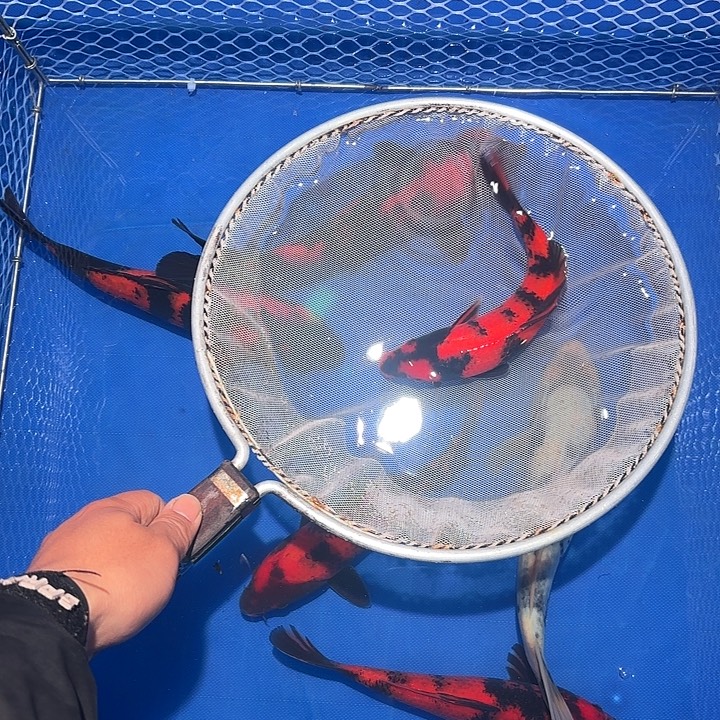 锦鲤淡水锦鲤精品菲写