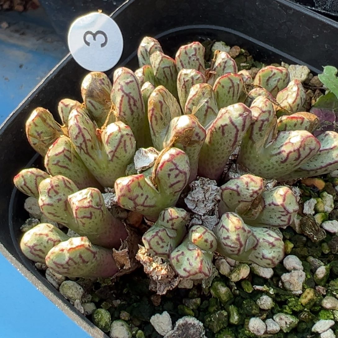 多肉植物111111111111