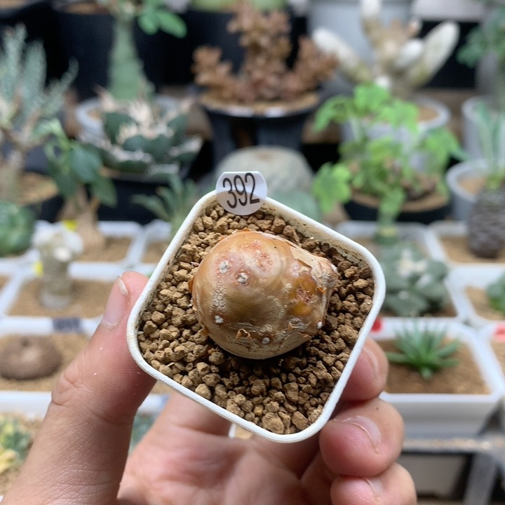 格加厚敦菊母本带盆