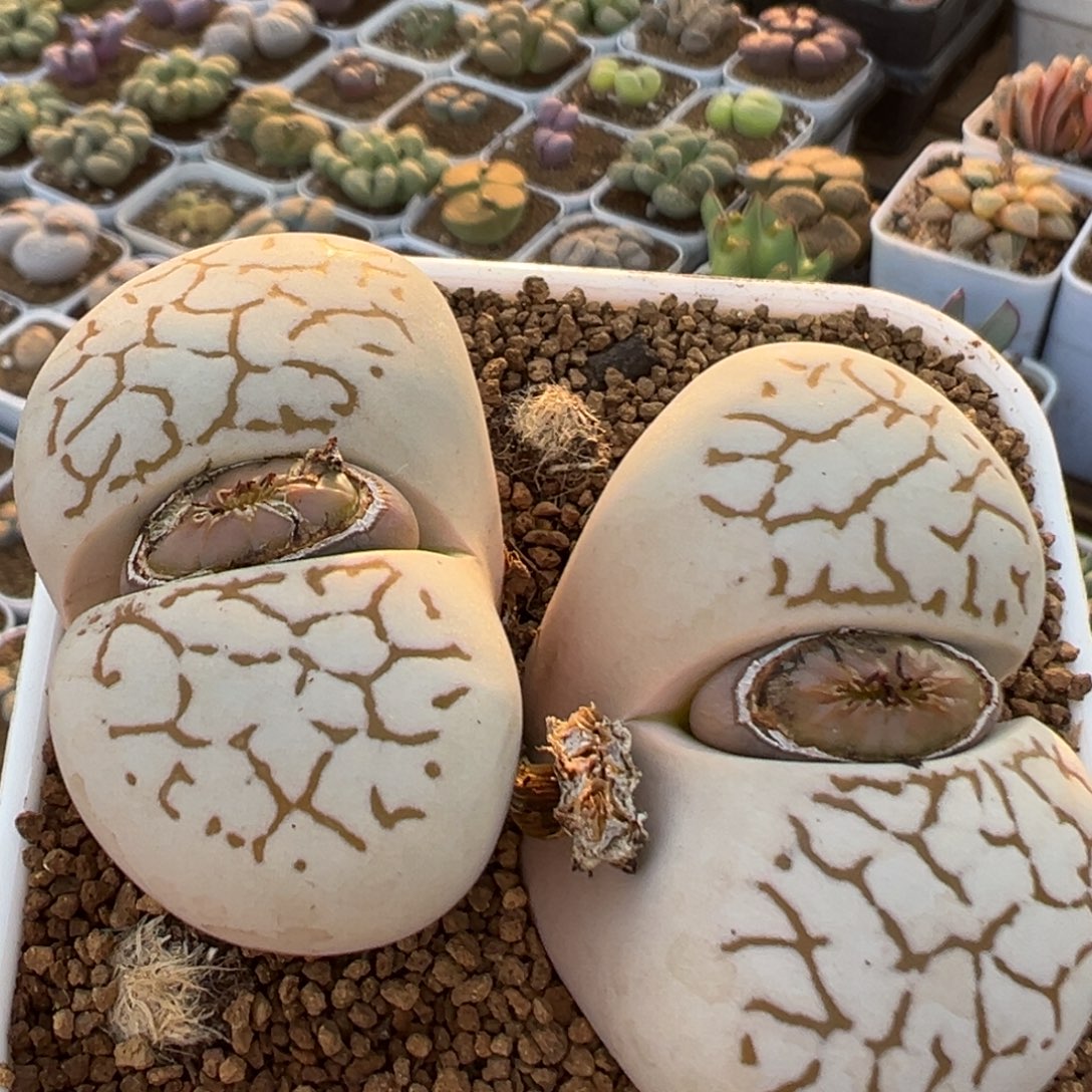 勇***子36多肉植物百科植物