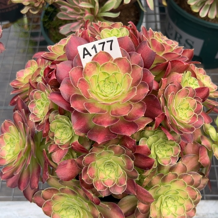 177韶华25厘米左右