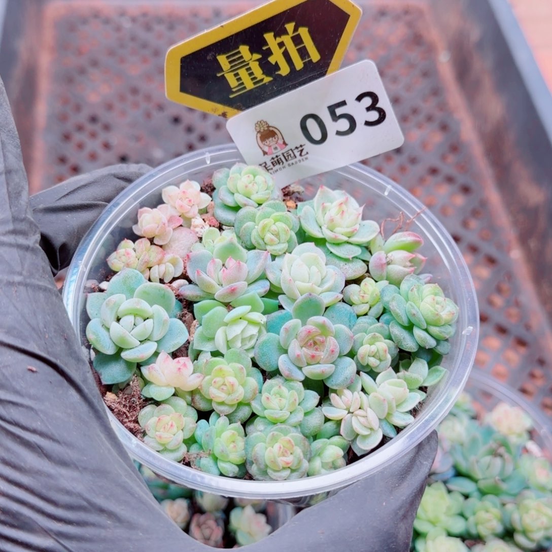 多肉植物多肉植物