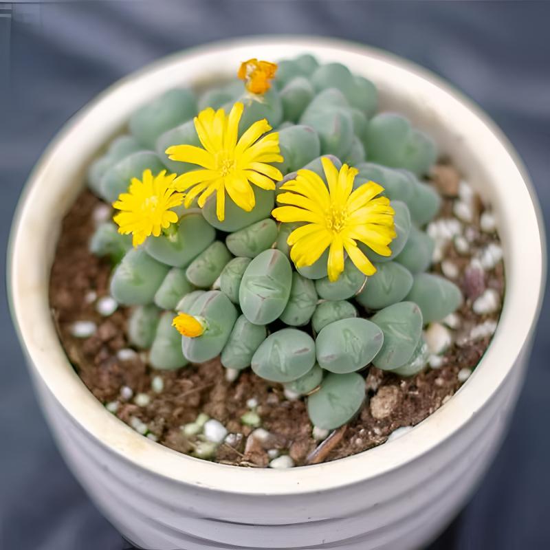 口笛肉锥红边口迪多肉植物番杏科生石花多头群生爆仔