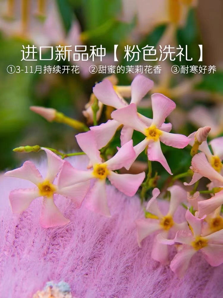 风车茉莉新品种粉色洗礼爬藤花卉耐寒庭院围墙四季常青络石藤阳台