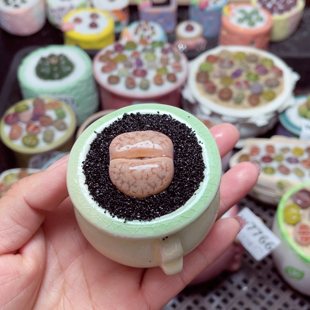 w7771 -零下地区拍保温箱-15支持寄养