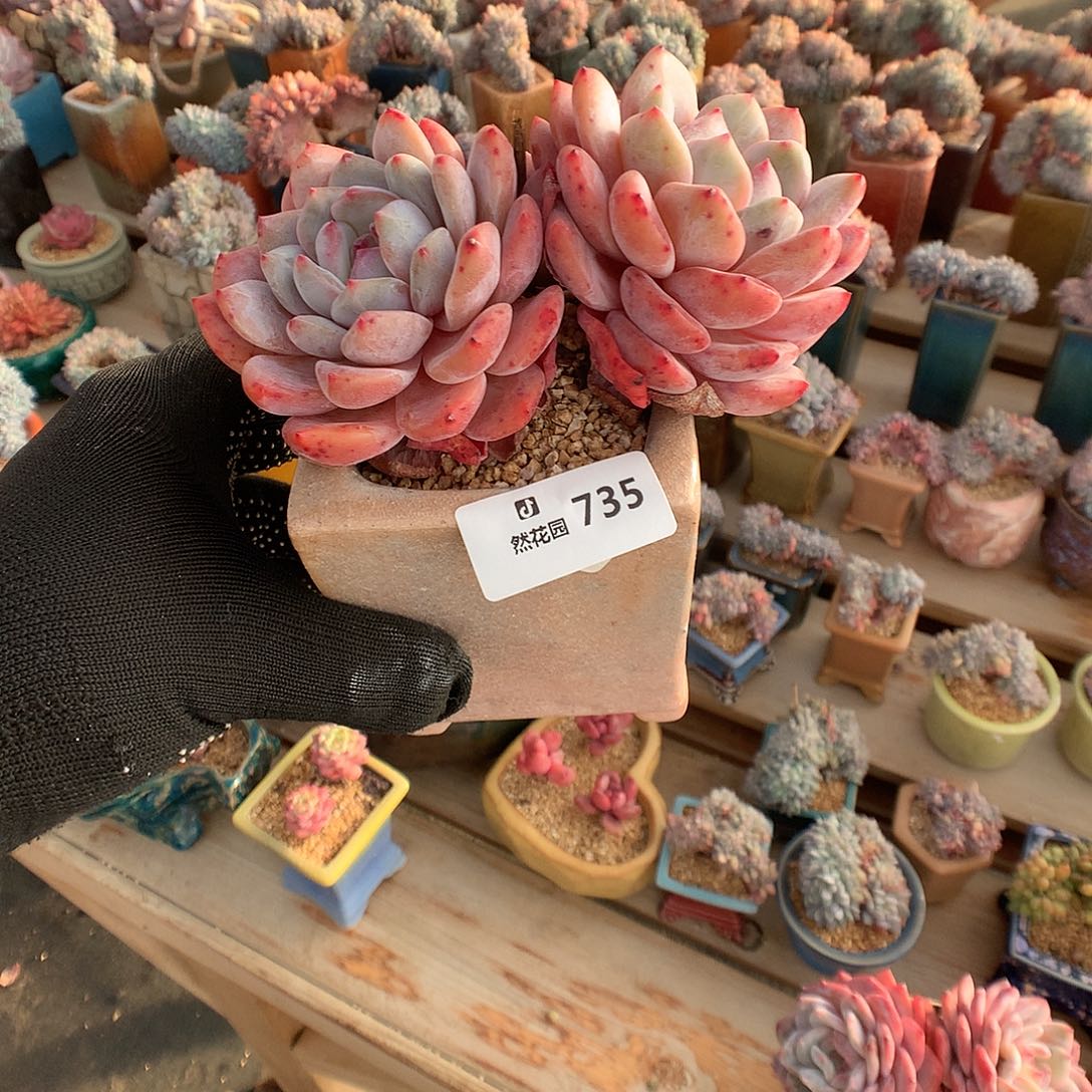 735韩橙多肉植物666