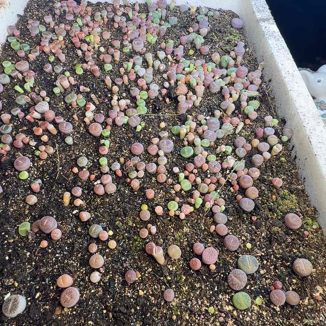 ****裆多肉植物福利冲694