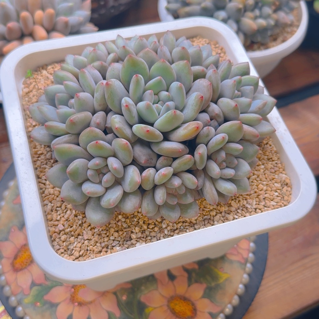 爆****半夏多肉12345679