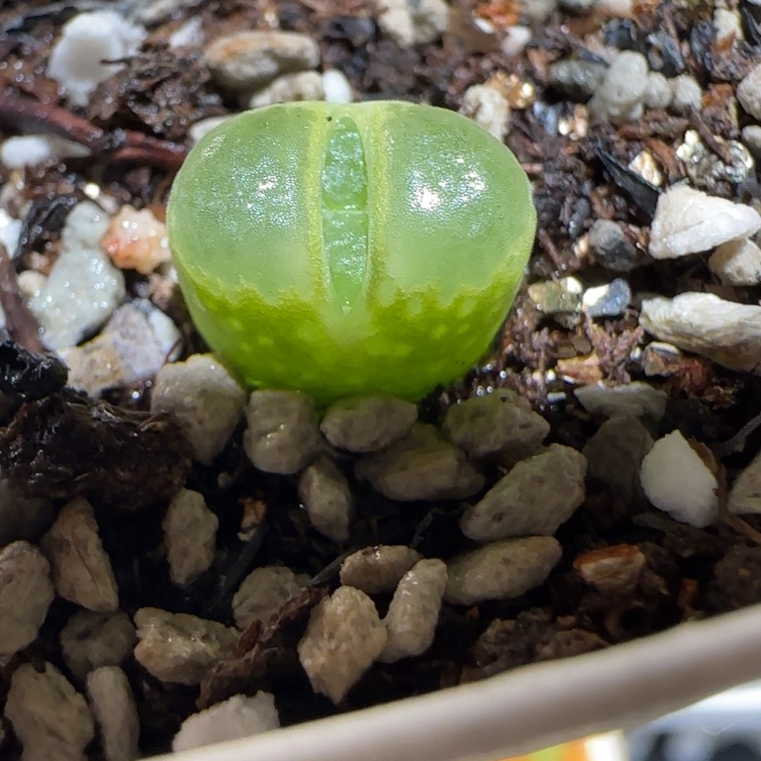 肉锥多肉植物百科-温莎城堡368
