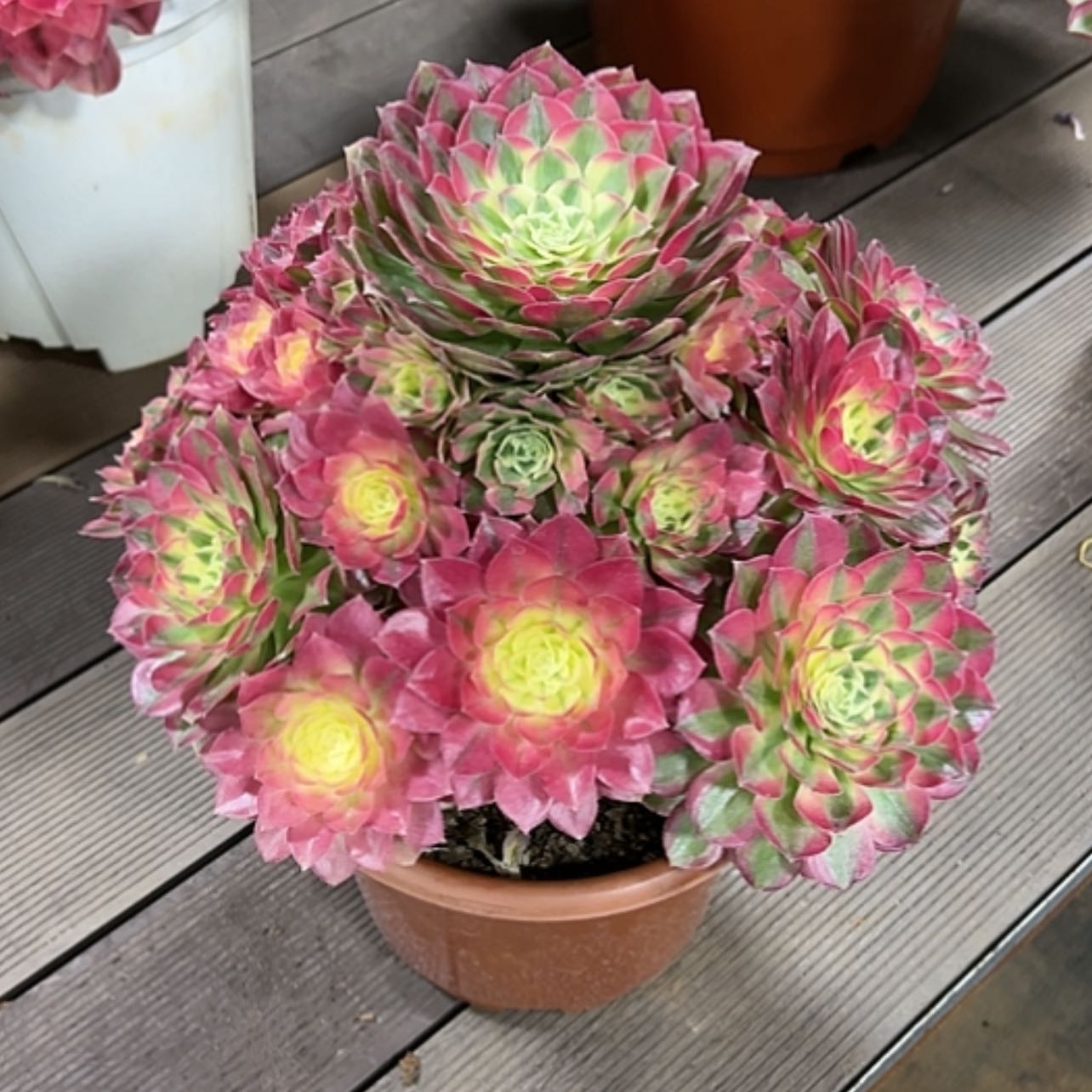 【闪购商品】红陶吉****1111111111111