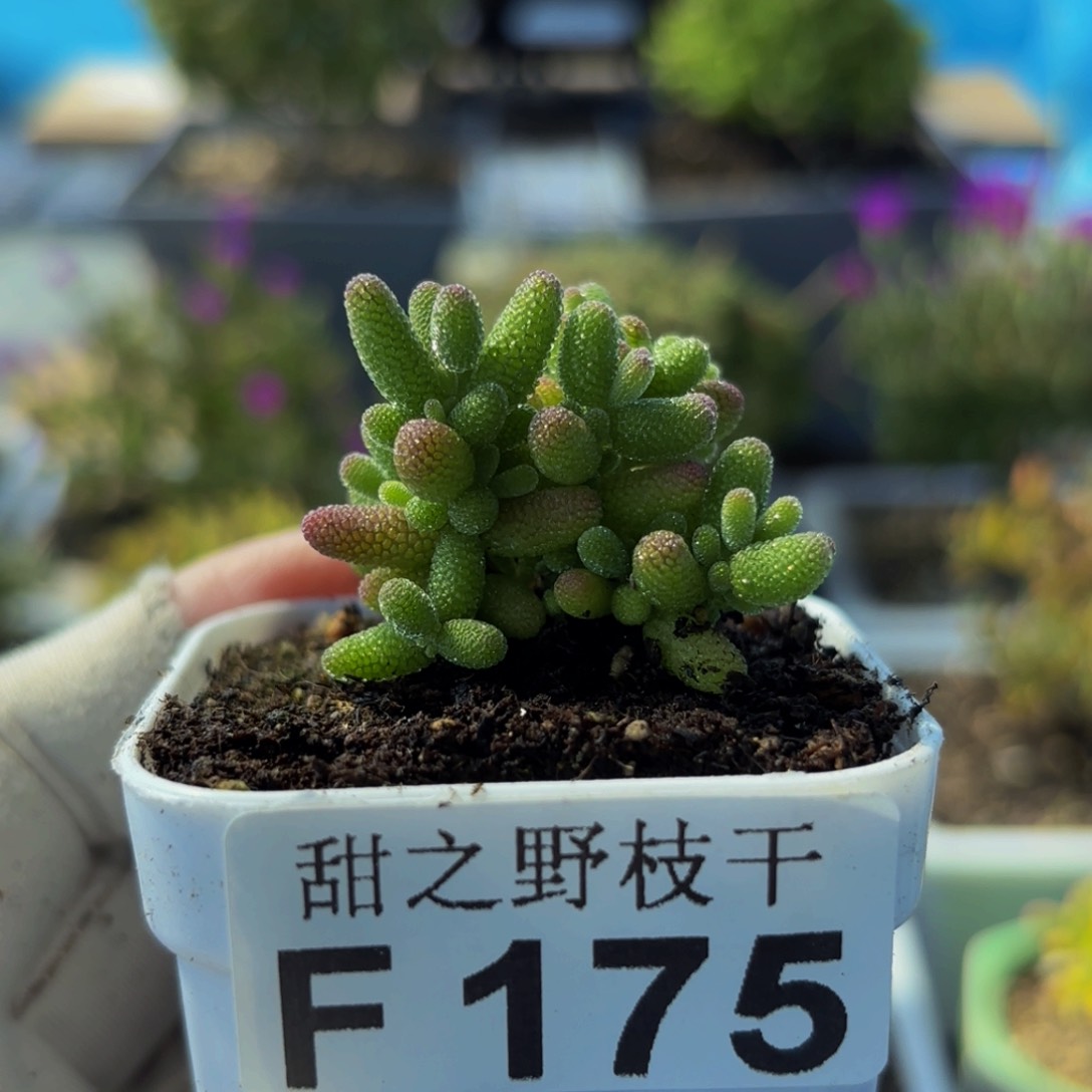 蜜橘糖球175。