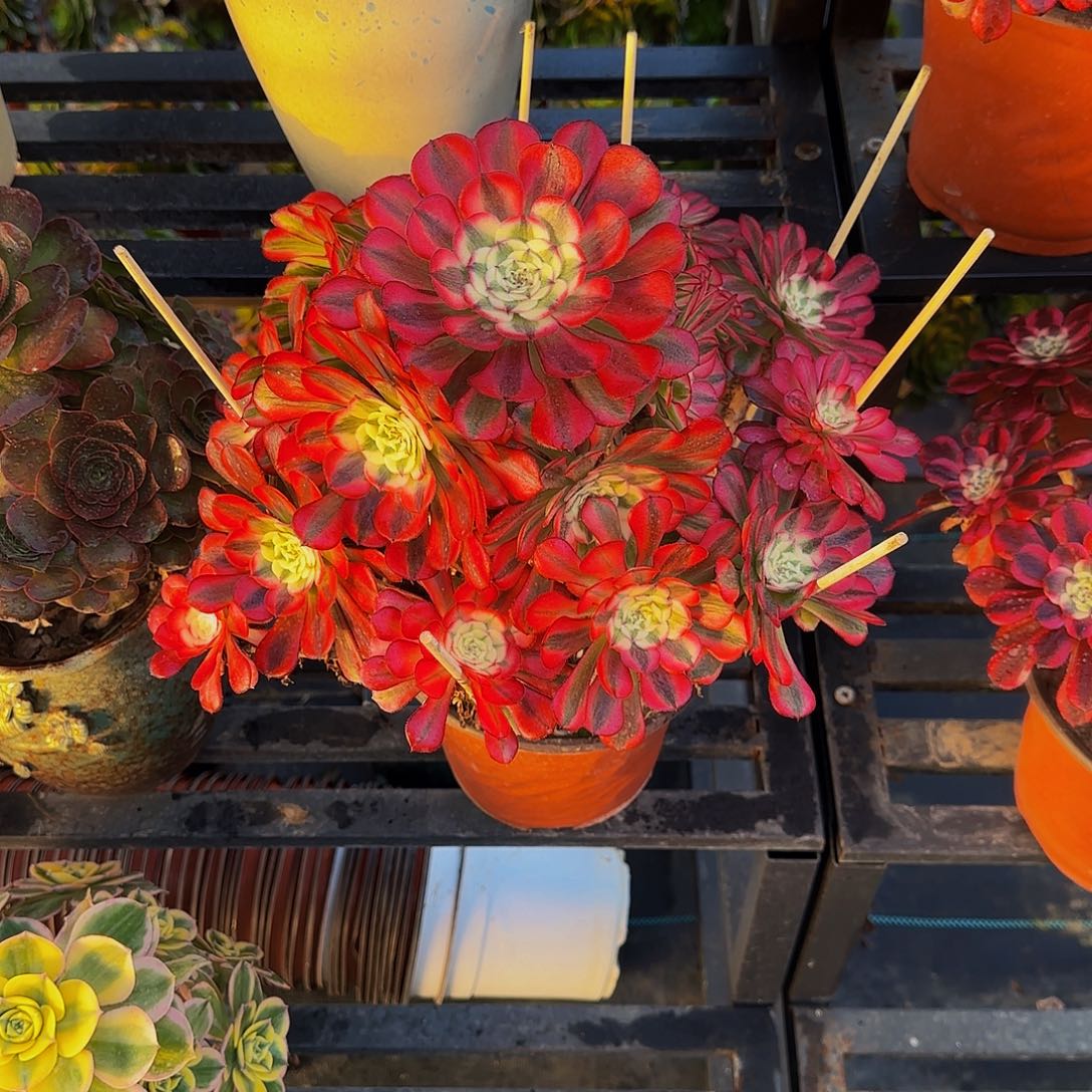 多肉植物月禅老庄