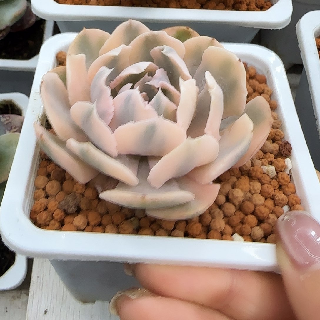 利比里亚锦多肉植物
