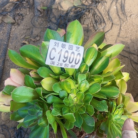 1900无根多肉植物法师法师