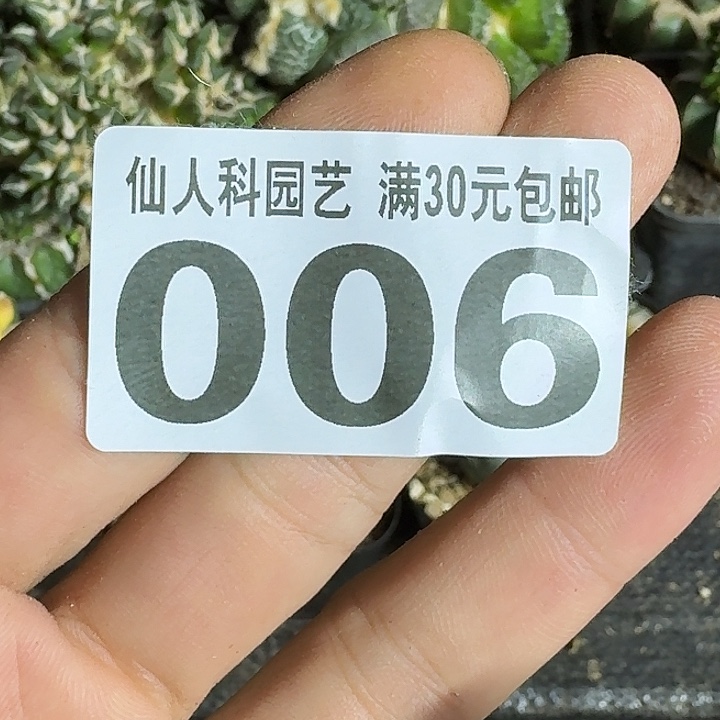 十***梦无花朵4颗仙006仙人球