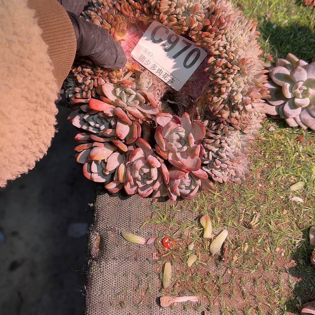 叮***灵星影缀化呀呀呀呀呀