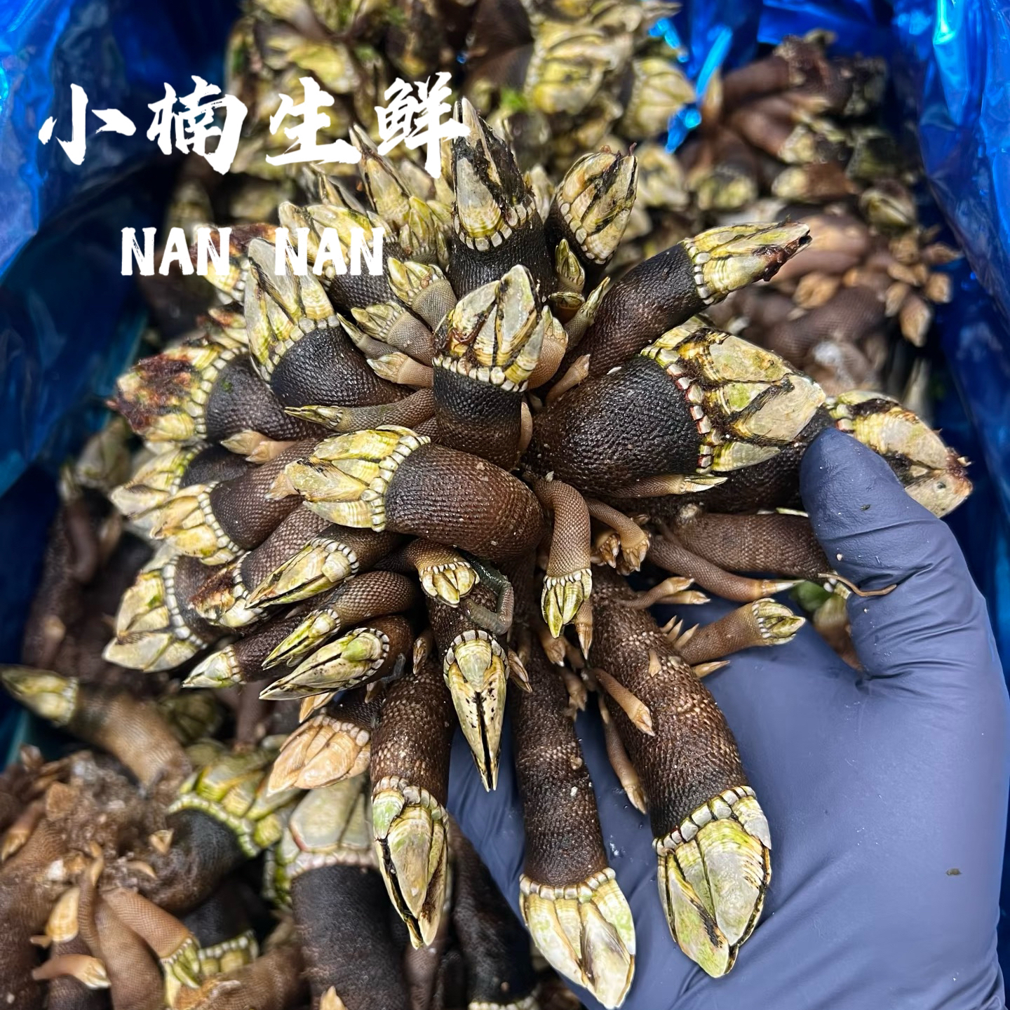 藤壶螺1斤60-80只