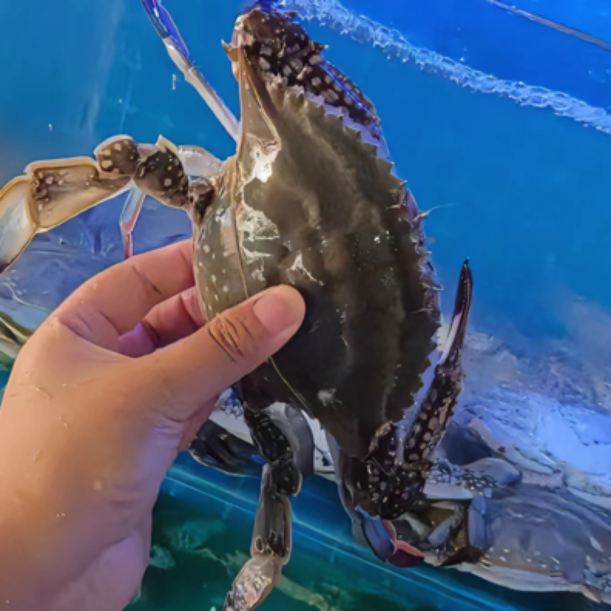 【华新水产】【保鲜不保活】足黄母蟹 3-6两/只 三斤-五斤 跑腿送货