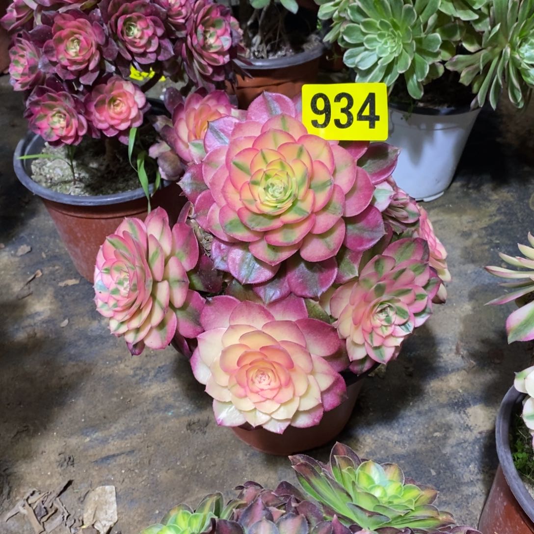 荔枝多肉法师934
