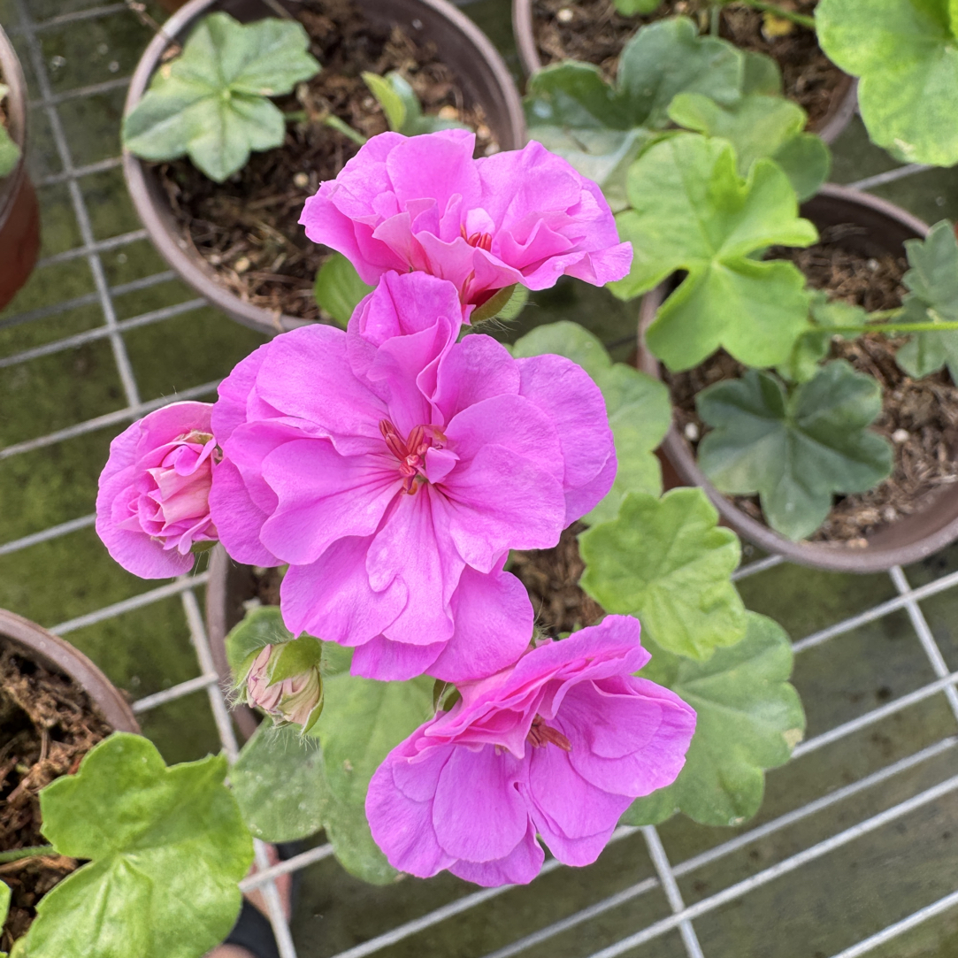 【夏日玫瑰】垂钓天竺葵