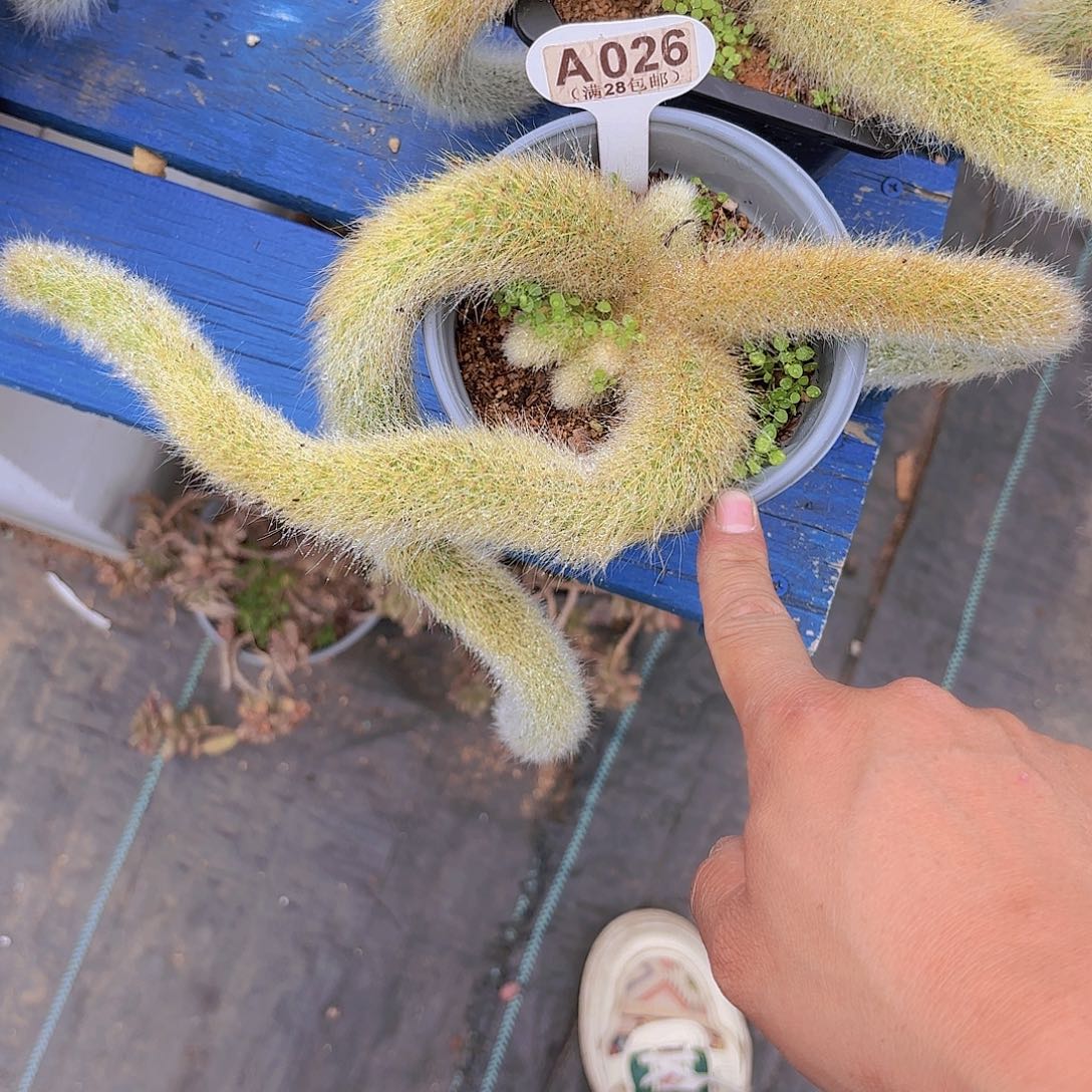 A026九尾狐一物一拍