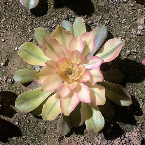 1191雅典娜多肉法师